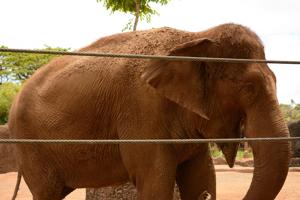 Elephant Honolulu Zoo By Daniel Ramirez Wikimedia